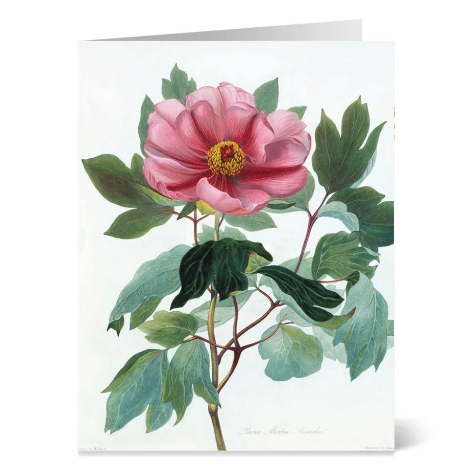 Notecards & Correspondence*The Met Store Botanical Illustrations Notecards