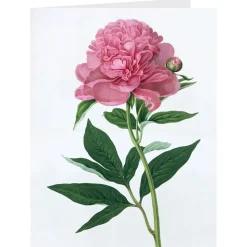 Notecards & Correspondence*The Met Store Botanical Illustrations Notecards