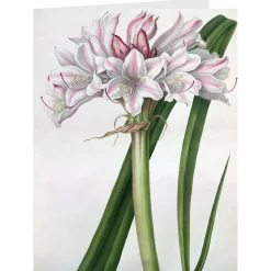 Notecards & Correspondence*The Met Store Botanical Illustrations Notecards
