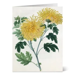 Notecards & Correspondence*The Met Store Botanical Illustrations Notecards